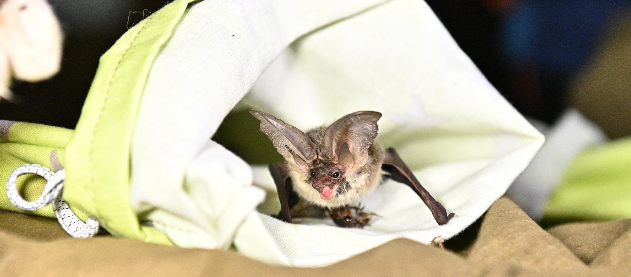 When rescuing bats becomes a way of life 