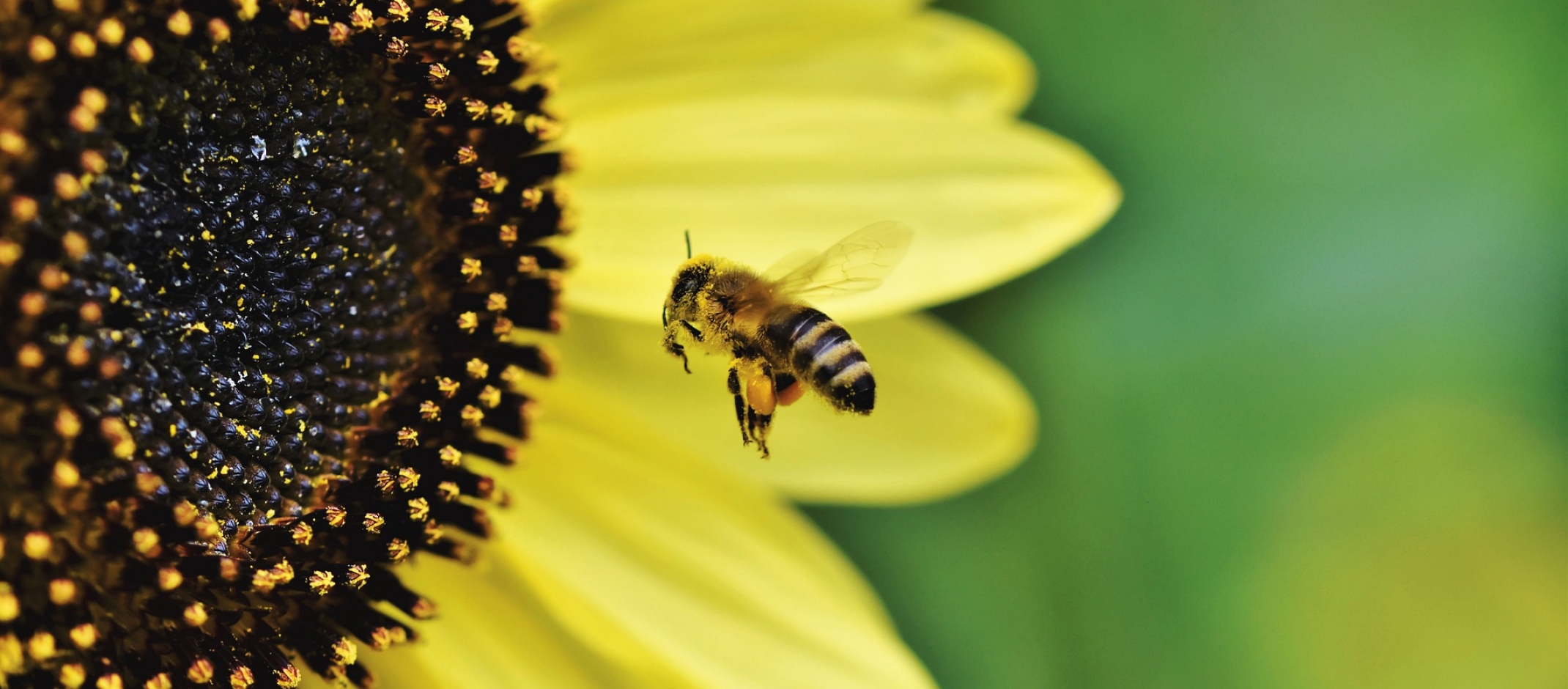 Welche Insekten Stechen Fotos Weser Kurier